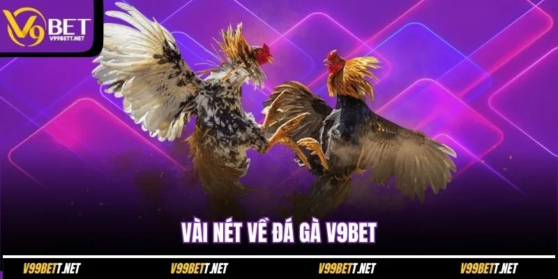 vai-net-ve-da-ga-v9bet